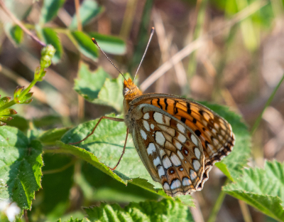 <i class='fa fa-user'></i>&nbsp;Eef Kieft&nbsp;|  Duinparelmoervlinder&nbsp; <i class='fa fa-eye'>&nbsp;62</i> &nbsp; <i class='fa fa-comment-o'>&nbsp;1</i>