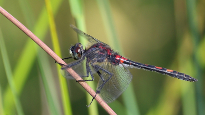 <i class='fa fa-user'></i>&nbsp;Rob Belterman&nbsp;|  Venwitsnuitlibel&nbsp; <i class='fa fa-eye'>&nbsp;79</i> &nbsp;<i class='fa fa-thumbs-up'>&nbsp;1</i> &nbsp; <i class='fa fa-comment-o'>&nbsp;1</i>