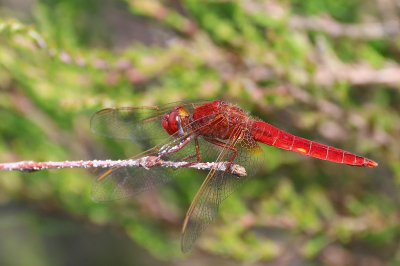 <i class='fa fa-user'></i>&nbsp;Rob Belterman&nbsp;|  Vuurlibel&nbsp; <i class='fa fa-eye'>&nbsp;85</i> &nbsp;<i class='fa fa-thumbs-up'>&nbsp;5</i> &nbsp; <i class='fa fa-comment-o'>&nbsp;4</i>