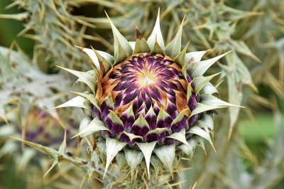 <i class='fa fa-user'></i>&nbsp;kooyammers&nbsp;|  Onopordum illyricum&nbsp; <i class='fa fa-eye'>&nbsp;75</i> &nbsp;<i class='fa fa-thumbs-up'>&nbsp;1</i> &nbsp; <i class='fa fa-comment-o'>&nbsp;8</i>