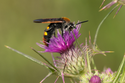 <i class='fa fa-user'></i>&nbsp;Willem Verhagen&nbsp;|  Reuzendolkwesp&nbsp; <i class='fa fa-eye'>&nbsp;81</i> &nbsp;<i class='fa fa-thumbs-up'>&nbsp;1</i> &nbsp; <i class='fa fa-comment-o'>&nbsp;0</i>