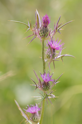 <i class='fa fa-user'></i>&nbsp;Willem Verhagen&nbsp;|  Syrische Distel&nbsp; <i class='fa fa-eye'>&nbsp;53</i> &nbsp; <i class='fa fa-comment-o'>&nbsp;2</i>