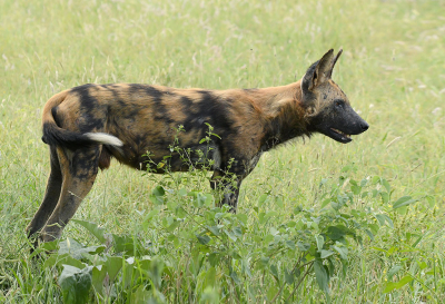 <i class='fa fa-user'></i>&nbsp;Eric Gibcus&nbsp;|  Afrikaanse Wilde Hond&nbsp; <i class='fa fa-eye'>&nbsp;72</i> &nbsp;<i class='fa fa-thumbs-up'>&nbsp;3</i> &nbsp; <i class='fa fa-comment-o'>&nbsp;2</i>