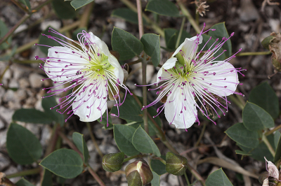 <i class='fa fa-user'></i>&nbsp;Paul Vandebroek&nbsp;|  Kappertjesplant&nbsp; <i class='fa fa-eye'>&nbsp;57</i> &nbsp; <i class='fa fa-comment-o'>&nbsp;2</i>