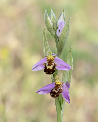 <i class='fa fa-user'></i>&nbsp;Johan van Gurp&nbsp;|  Bijenorchis&nbsp; <i class='fa fa-eye'>&nbsp;84</i> &nbsp;<i class='fa fa-thumbs-up'>&nbsp;2</i> &nbsp; <i class='fa fa-comment-o'>&nbsp;5</i>
