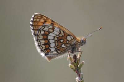 <i class='fa fa-user'></i>&nbsp;KrisvdWijk&nbsp;|  Bosparelmoervlinder&nbsp; <i class='fa fa-eye'>&nbsp;73</i> &nbsp;<i class='fa fa-thumbs-up'>&nbsp;3</i> &nbsp; <i class='fa fa-comment-o'>&nbsp;0</i>