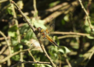 <i class='fa fa-user'></i>&nbsp;Jovanzo&nbsp;|  Viervlek&nbsp; <i class='fa fa-eye'>&nbsp;50</i> &nbsp;<i class='fa fa-thumbs-up'>&nbsp;1</i> &nbsp; <i class='fa fa-comment-o'>&nbsp;1</i>