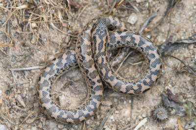 <i class='fa fa-user'></i>&nbsp;Willem Verhagen&nbsp;|  Zandboa&nbsp; <i class='fa fa-eye'>&nbsp;99</i> &nbsp;<i class='fa fa-thumbs-up'>&nbsp;1</i> &nbsp; <i class='fa fa-comment-o'>&nbsp;3</i>