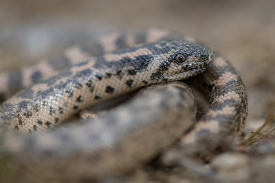 <i class='fa fa-user'></i>&nbsp;Willem Verhagen&nbsp;|  Zandboa&nbsp; <i class='fa fa-eye'>&nbsp;94</i> &nbsp;<i class='fa fa-thumbs-up'>&nbsp;1</i> &nbsp; <i class='fa fa-comment-o'>&nbsp;2</i>