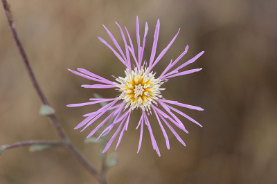 <i class='fa fa-user'></i>&nbsp;Paul Vandebroek&nbsp;|  Woestijnster&nbsp; <i class='fa fa-eye'>&nbsp;64</i> &nbsp;<i class='fa fa-thumbs-up'>&nbsp;3</i> &nbsp; <i class='fa fa-comment-o'>&nbsp;5</i>