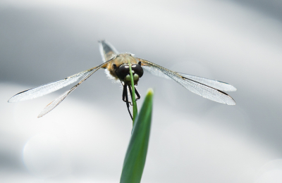 <i class='fa fa-user'></i>&nbsp;Truus Aletta Maan&nbsp;|  Viervlek&nbsp; <i class='fa fa-eye'>&nbsp;51</i> &nbsp;<i class='fa fa-thumbs-up'>&nbsp;2</i> &nbsp; <i class='fa fa-comment-o'>&nbsp;2</i>