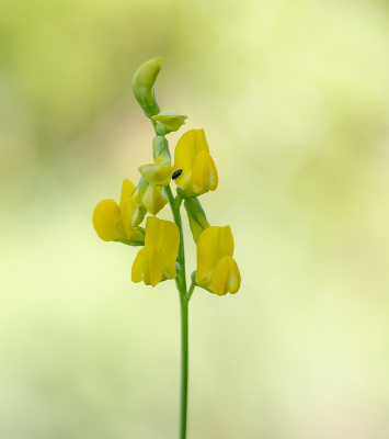 <i class='fa fa-user'></i>&nbsp;Tim Oord&nbsp;|  Veldlathyrus&nbsp; <i class='fa fa-eye'>&nbsp;36</i> &nbsp; <i class='fa fa-comment-o'>&nbsp;0</i>