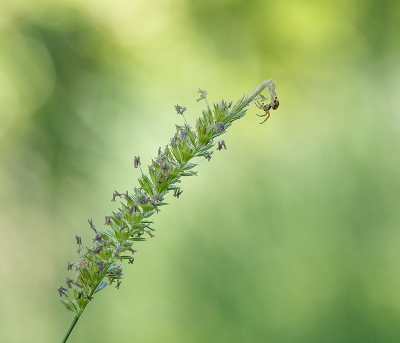 <i class='fa fa-user'></i>&nbsp;Tim Oord&nbsp;|  Kamgras&nbsp; <i class='fa fa-eye'>&nbsp;76</i> &nbsp;<i class='fa fa-thumbs-up'>&nbsp;7</i> &nbsp; <i class='fa fa-comment-o'>&nbsp;6</i>