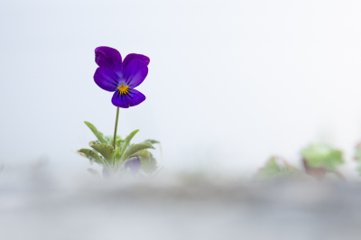 <i class='fa fa-user'></i>&nbsp;ErnovanDoorn&nbsp;|  Driekleurig Viooltje&nbsp; <i class='fa fa-eye'>&nbsp;77</i> &nbsp;<i class='fa fa-thumbs-up'>&nbsp;7</i> &nbsp; <i class='fa fa-comment-o'>&nbsp;10</i>