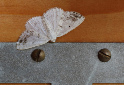 <i class='fa fa-user'></i>&nbsp;Ad Sprang&nbsp;|  Witte Schaduwspanner&nbsp; <i class='fa fa-eye'>&nbsp;52</i> &nbsp;<i class='fa fa-thumbs-up'>&nbsp;1</i> &nbsp; <i class='fa fa-comment-o'>&nbsp;6</i>