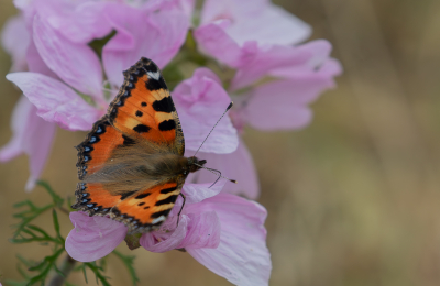 <i class='fa fa-user'></i>&nbsp;Marie-Jos� Boon&nbsp;|  Kleine Vos&nbsp; <i class='fa fa-eye'>&nbsp;52</i> &nbsp; <i class='fa fa-comment-o'>&nbsp;1</i>