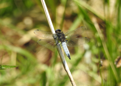 <i class='fa fa-user'></i>&nbsp;Jovanzo&nbsp;|  Bruine Korenbout&nbsp; <i class='fa fa-eye'>&nbsp;64</i> &nbsp;<i class='fa fa-thumbs-up'>&nbsp;1</i> &nbsp; <i class='fa fa-comment-o'>&nbsp;6</i>