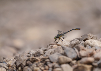 <i class='fa fa-user'></i>&nbsp;Jurgen Maassen&nbsp;|  Kleine Tanglibel&nbsp; <i class='fa fa-eye'>&nbsp;73</i> &nbsp;<i class='fa fa-thumbs-up'>&nbsp;5</i> &nbsp; <i class='fa fa-comment-o'>&nbsp;6</i>