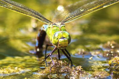 <i class='fa fa-user'></i>&nbsp;Bertus&nbsp;|  Grote keizerlibel&nbsp; <i class='fa fa-eye'>&nbsp;56</i> &nbsp;<i class='fa fa-thumbs-up'>&nbsp;3</i> &nbsp; <i class='fa fa-comment-o'>&nbsp;3</i>