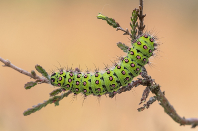 <i class='fa fa-user'></i>&nbsp;Johan van Gurp&nbsp;|  Nachtpauwoog&nbsp; <i class='fa fa-eye'>&nbsp;84</i> &nbsp;<i class='fa fa-thumbs-up'>&nbsp;11</i> &nbsp; <i class='fa fa-comment-o'>&nbsp;7</i>