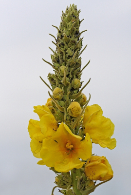 <i class='fa fa-user'></i>&nbsp;Cor&nbsp;|  Stalkaars&nbsp; <i class='fa fa-eye'>&nbsp;56</i> &nbsp;<i class='fa fa-thumbs-up'>&nbsp;1</i> &nbsp; <i class='fa fa-comment-o'>&nbsp;7</i>