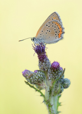 <i class='fa fa-user'></i>&nbsp;koekieman&nbsp;|  Rode Vuurvlinder&nbsp; <i class='fa fa-eye'>&nbsp;69</i> &nbsp;<i class='fa fa-thumbs-up'>&nbsp;1</i> &nbsp; <i class='fa fa-comment-o'>&nbsp;3</i>