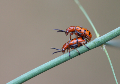 <i class='fa fa-user'></i>&nbsp;Paul Vandebroek&nbsp;|  Rode Aspergekever&nbsp; <i class='fa fa-eye'>&nbsp;62</i> &nbsp;<i class='fa fa-thumbs-up'>&nbsp;3</i> &nbsp; <i class='fa fa-comment-o'>&nbsp;2</i>