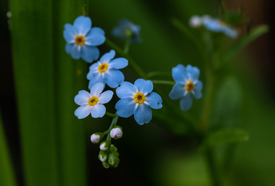 <i class='fa fa-user'></i>&nbsp;Eef Kieft&nbsp;|  Moerasvergeet-mij-nietje&nbsp; <i class='fa fa-eye'>&nbsp;47</i> &nbsp; <i class='fa fa-comment-o'>&nbsp;3</i>