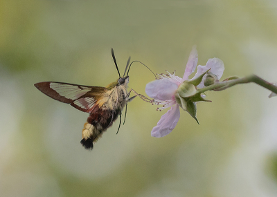 <i class='fa fa-user'></i>&nbsp;Tom&nbsp;|  Glasvleugelpijlstaart&nbsp; <i class='fa fa-eye'>&nbsp;125</i> &nbsp;<i class='fa fa-thumbs-up'>&nbsp;13</i> &nbsp; <i class='fa fa-comment-o'>&nbsp;11</i>