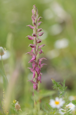 <i class='fa fa-user'></i>&nbsp;Willem Verhagen&nbsp;|  Heilige Orchis&nbsp; <i class='fa fa-eye'>&nbsp;59</i> &nbsp;<i class='fa fa-thumbs-up'>&nbsp;1</i> &nbsp; <i class='fa fa-comment-o'>&nbsp;2</i>