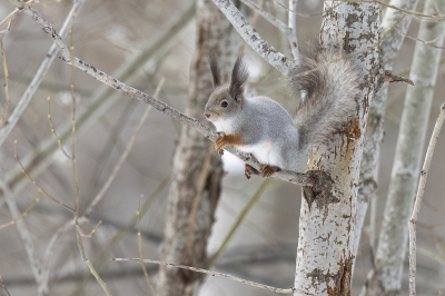 <i class='fa fa-user'></i>&nbsp;Luc Meert&nbsp;|  Eekhoorn&nbsp; <i class='fa fa-eye'>&nbsp;97</i> &nbsp;<i class='fa fa-thumbs-up'>&nbsp;6</i> &nbsp; <i class='fa fa-comment-o'>&nbsp;5</i>