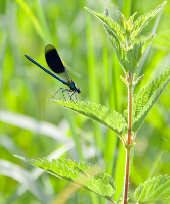 <i class='fa fa-user'></i>&nbsp;jeb&nbsp;|  Weidebeekjuffer&nbsp; <i class='fa fa-eye'>&nbsp;71</i> &nbsp;<i class='fa fa-thumbs-up'>&nbsp;1</i> &nbsp; <i class='fa fa-comment-o'>&nbsp;2</i>