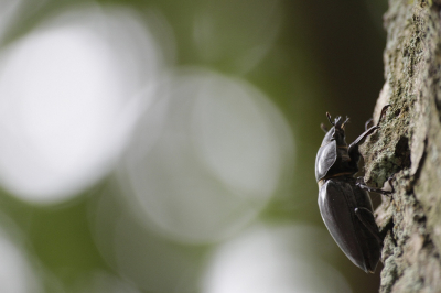 <i class='fa fa-user'></i>&nbsp;KrisvdWijk&nbsp;|  Vliegend Hert&nbsp; <i class='fa fa-eye'>&nbsp;70</i> &nbsp;<i class='fa fa-thumbs-up'>&nbsp;2</i> &nbsp; <i class='fa fa-comment-o'>&nbsp;2</i>