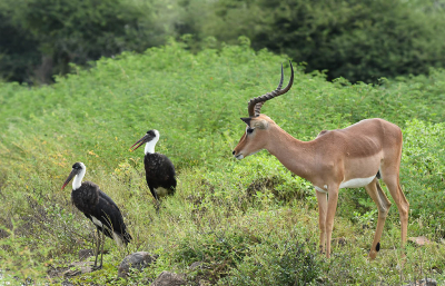 <i class='fa fa-user'></i>&nbsp;Eric Gibcus&nbsp;|  Impala&nbsp; <i class='fa fa-eye'>&nbsp;69</i> &nbsp;<i class='fa fa-thumbs-up'>&nbsp;2</i> &nbsp; <i class='fa fa-comment-o'>&nbsp;2</i>