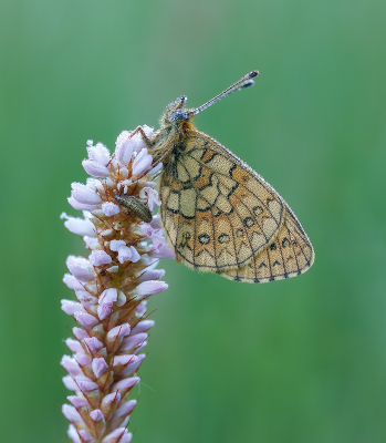 <i class='fa fa-user'></i>&nbsp;Jurgen Maassen&nbsp;|  Ringoogparelmoervlinder&nbsp; <i class='fa fa-eye'>&nbsp;77</i> &nbsp;<i class='fa fa-thumbs-up'>&nbsp;9</i> &nbsp; <i class='fa fa-comment-o'>&nbsp;3</i>