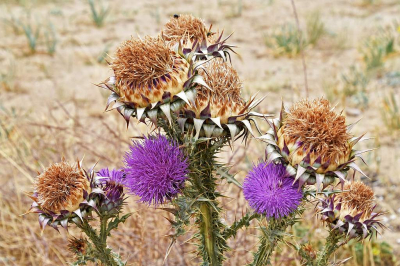 <i class='fa fa-user'></i>&nbsp;kooyammers&nbsp;|  Onopordum illyricum&nbsp; <i class='fa fa-eye'>&nbsp;43</i> &nbsp; <i class='fa fa-comment-o'>&nbsp;3</i>