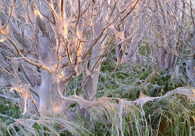 <i class='fa fa-user'></i>&nbsp;nelappelmelk&nbsp;|  Stippelmot sp.&nbsp; <i class='fa fa-eye'>&nbsp;102</i> &nbsp;<i class='fa fa-thumbs-up'>&nbsp;5</i> &nbsp; <i class='fa fa-comment-o'>&nbsp;10</i>