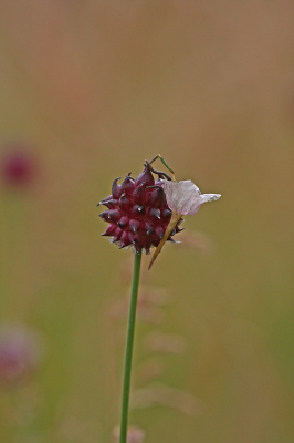 <i class='fa fa-user'></i>&nbsp;Cor&nbsp;|  Kraailook&nbsp; <i class='fa fa-eye'>&nbsp;55</i> &nbsp; <i class='fa fa-comment-o'>&nbsp;3</i>