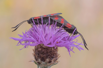 <i class='fa fa-user'></i>&nbsp;Johan van Gurp&nbsp;|  Sint-jansvlinder&nbsp; <i class='fa fa-eye'>&nbsp;49</i> &nbsp;<i class='fa fa-thumbs-up'>&nbsp;4</i> &nbsp; <i class='fa fa-comment-o'>&nbsp;5</i>