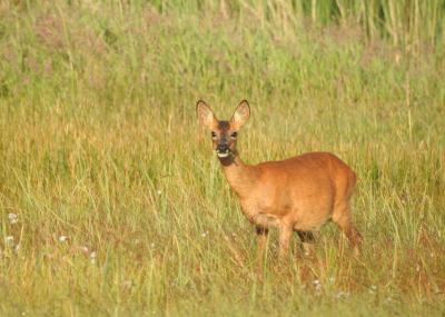 <i class='fa fa-user'></i>&nbsp;Jovanzo&nbsp;|  Ree&nbsp; <i class='fa fa-eye'>&nbsp;66</i> &nbsp;<i class='fa fa-thumbs-up'>&nbsp;1</i> &nbsp; <i class='fa fa-comment-o'>&nbsp;2</i>