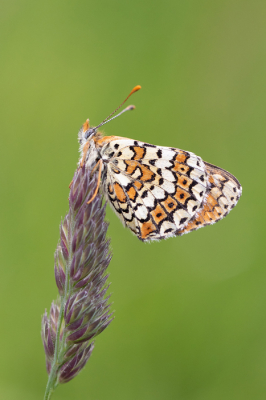 <i class='fa fa-user'></i>&nbsp;John K&nbsp;|  Veldparelmoervlinder&nbsp; <i class='fa fa-eye'>&nbsp;66</i> &nbsp; <i class='fa fa-comment-o'>&nbsp;2</i>