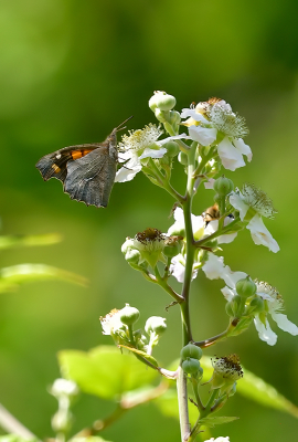 <i class='fa fa-user'></i>&nbsp;josephine&nbsp;|  Snuitvlinder&nbsp; <i class='fa fa-eye'>&nbsp;63</i> &nbsp; <i class='fa fa-comment-o'>&nbsp;6</i>