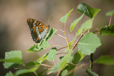 <i class='fa fa-user'></i>&nbsp;AlexRoetemeijer&nbsp;|  Grote IJsvogelvlinder&nbsp; <i class='fa fa-eye'>&nbsp;87</i> &nbsp;<i class='fa fa-thumbs-up'>&nbsp;2</i> &nbsp; <i class='fa fa-comment-o'>&nbsp;3</i>
