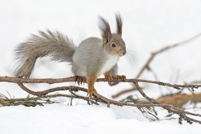 <i class='fa fa-user'></i>&nbsp;Luc Meert&nbsp;|  Eekhoorn&nbsp; <i class='fa fa-eye'>&nbsp;69</i> &nbsp;<i class='fa fa-thumbs-up'>&nbsp;3</i> &nbsp; <i class='fa fa-comment-o'>&nbsp;5</i>