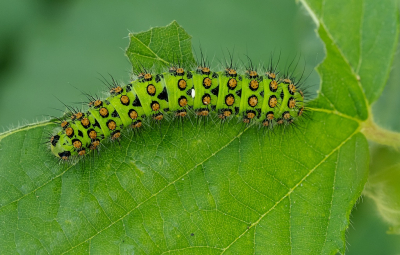 <i class='fa fa-user'></i>&nbsp;Tim Oord&nbsp;|  Nachtpauwoog&nbsp; <i class='fa fa-eye'>&nbsp;57</i> &nbsp;<i class='fa fa-thumbs-up'>&nbsp;3</i> &nbsp; <i class='fa fa-comment-o'>&nbsp;5</i>