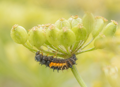 <i class='fa fa-user'></i>&nbsp;Tim Oord&nbsp;|  Aziatisch Lieveheersbeestje&nbsp; <i class='fa fa-eye'>&nbsp;42</i> &nbsp;<i class='fa fa-thumbs-up'>&nbsp;1</i> &nbsp; <i class='fa fa-comment-o'>&nbsp;3</i>