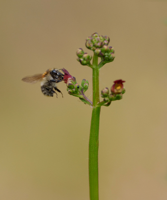 <i class='fa fa-user'></i>&nbsp;Jurgen Maassen&nbsp;|  Akkerhommel&nbsp; <i class='fa fa-eye'>&nbsp;62</i> &nbsp;<i class='fa fa-thumbs-up'>&nbsp;1</i> &nbsp; <i class='fa fa-comment-o'>&nbsp;1</i>