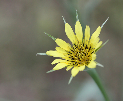 <i class='fa fa-user'></i>&nbsp;Paul Vandebroek&nbsp;|  Gele Morgenster&nbsp; <i class='fa fa-eye'>&nbsp;52</i> &nbsp;<i class='fa fa-thumbs-up'>&nbsp;1</i> &nbsp; <i class='fa fa-comment-o'>&nbsp;3</i>