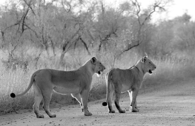 <i class='fa fa-user'></i>&nbsp;Eric Gibcus&nbsp;|  Leeuw&nbsp; <i class='fa fa-eye'>&nbsp;64</i> &nbsp;<i class='fa fa-thumbs-up'>&nbsp;2</i> &nbsp; <i class='fa fa-comment-o'>&nbsp;3</i>