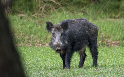 <i class='fa fa-user'></i>&nbsp;ErnovanDoorn&nbsp;|  Wild Zwijn&nbsp; <i class='fa fa-eye'>&nbsp;74</i> &nbsp; <i class='fa fa-comment-o'>&nbsp;3</i>